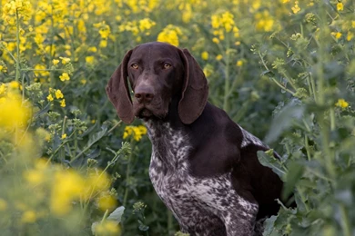 Dog Ready For Hunting Wallpapers