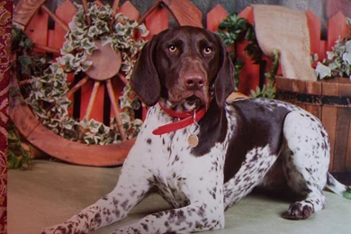 Index Of /user content/uploads/wall/o/65