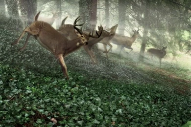 Dog Hunting Scene   Wallpapers Mural Ideas   16960