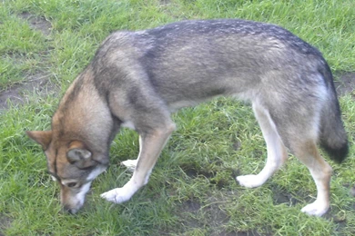 Hunting Tamaskan Dog Photo And Wallpaper. Beautiful Hunting ...