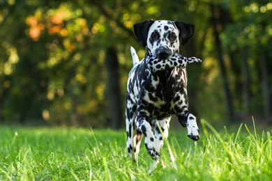22 HD Dalmatian Dog Wallpapers HDWallSource.com