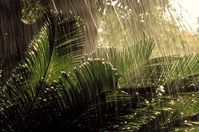 Rainy Nature HD Wallpapers