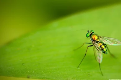 Another Bug Wallpapers By 69efan69 On DeviantArt