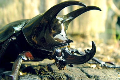 Beetle Bug Wallpapers