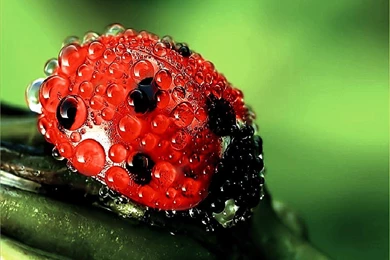 Bath Day In Bug World   (