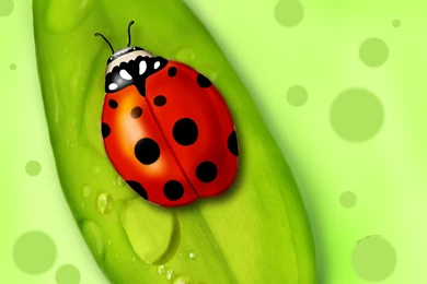 Lady Bug Wallpapers