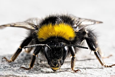 Hd Wallpapers Macro Bug