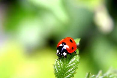 Bug Wallpapers   Wallpapers Cave