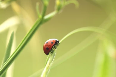 Lady Bug Wallpapers For Desktop, Laptop, PC And Mobile