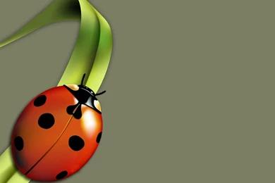 Love Bug >> HD Wallpaper, Get It Now!