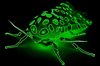 Bug Moth Radioactive