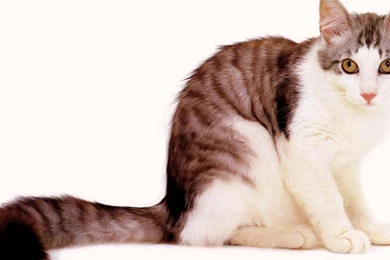 14 Innocent & Sweet Cute Cats Wallpapers HD   MoreWallpapers.com