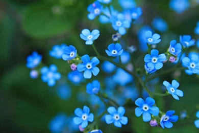 Forget me not 1v.jpg