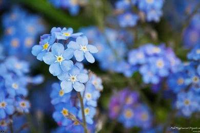 Beautiful Blue Forget Me Not Flower   Blue Wallpapers (34680843 ...