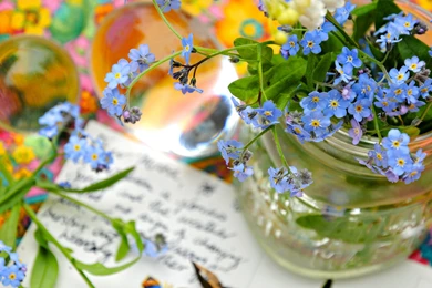 Forget Me Not Flowers Vase Wallpapers