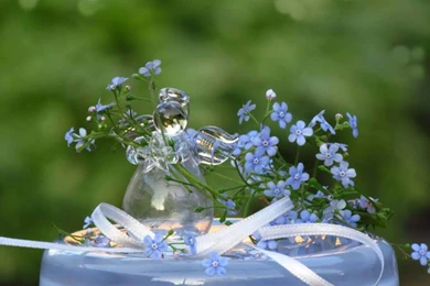 FORGET ME NOT WALLPAPER   (