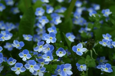 Forget me not 5d.jpg