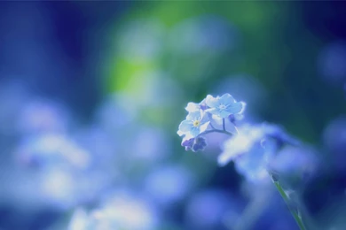Forget Me Not Flowers Wallpapers