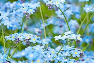 Forget Me Not HD Desktop Wallpapers : High Definition : Fullscreen ...