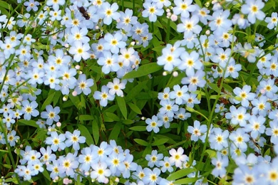 Download Wallpapers Forget Me Not (1920 X 1080 HDTV 1080p). Desktop ...