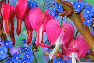 Bleeding Heart And Forget Me Not HD Desktop Wallpapers : Widescreen ...