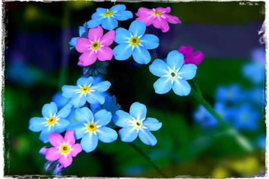FORGET ME NOT WALLPAPER   (