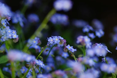 Blue Flowers Close up, Forget me not Flowers Wallpapers