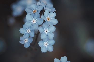 Pink Forget Me Not Flowers Wallpaper_other_health Questions ...