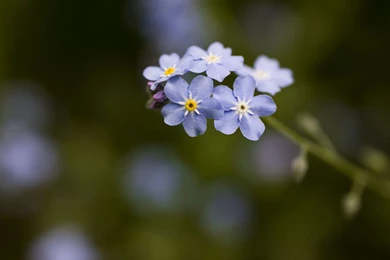 Forget Me Not Wallpapers