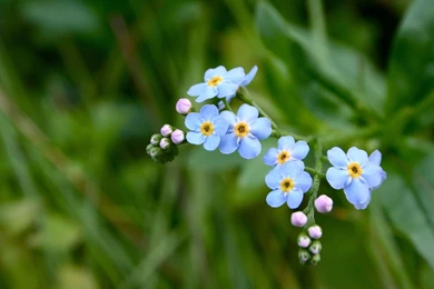 Pink Forget Me Not Flowers Wallpaper_other_health Questions ...