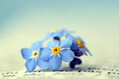 FORGET ME NOT WALLPAPER   (