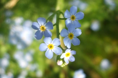 Blue Forget Me Not   Flowers Wallpapers (34611725)   Fanpop