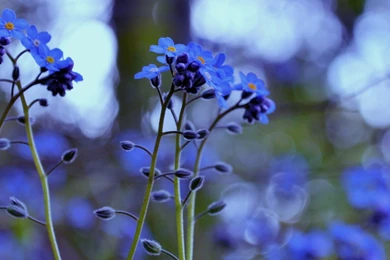 Forget Me Not Flowers HD Desktop Wallpapers : High Definition ...
