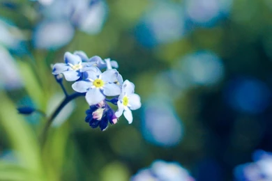 Beautiful Forget Me Not Wallpapers, Flower Forget Me Not