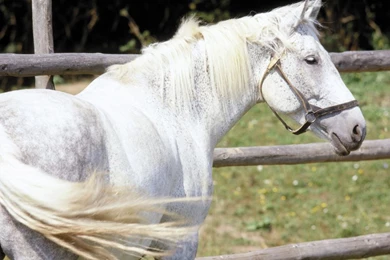 Download 1152x864 A Running White Horse Wallpapers