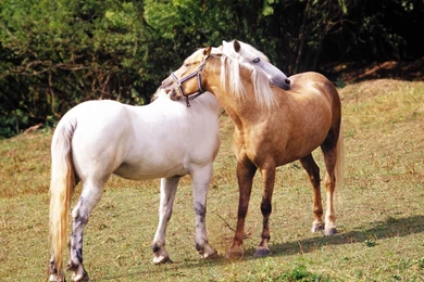 Horse Wallpapers 1920x1200 Wallpapers, 1920x1200 Wallpapers ...