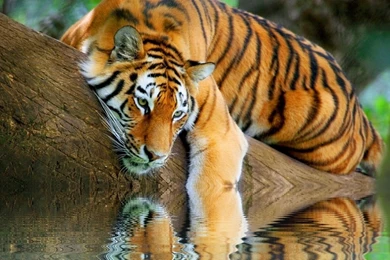Wallpapers Big Nature Tiger Reminiscing Free 1366x768