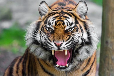 Mad Animal Tiger Wallpapers