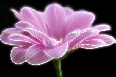 Hd Black White And Pink Wallpapers 3d Hd Pictures.