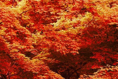 Autumn Landscape Desktop Wallpapers   HD Wallpaper Backgrounds Of ...