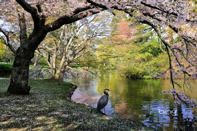 How To Set Bing Backgrounds As Wallpapers On Your Desktop