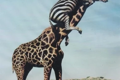 Funniest Animal Wallpapers