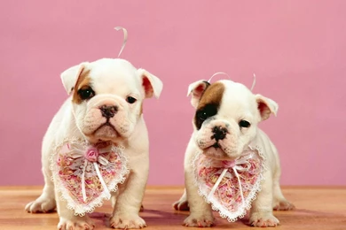 St. Valentines Wallpapers   4