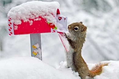 Valentine's Day Love Letter