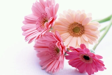 Beautiful Flowers Wallpapers