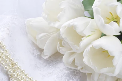 Beautiful Flower Wallpapers