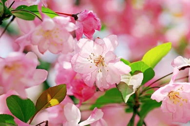 Lavender Flowers Wallpapers HD