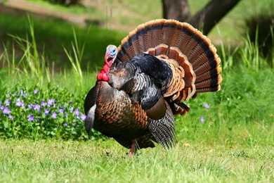 7 Fantastic HD Turkey Bird Wallpapers   HDWallSource.com