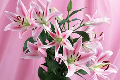 Beautiful Flowers HD Wallpapers