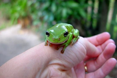 Animal Cute Little Yellow Frog – Animals Frogs HD Desktop Wallpapers